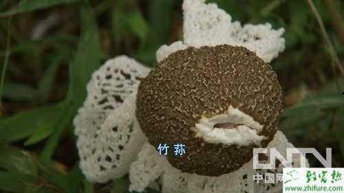 竹荪视频,视频揭秘珍稀菌菇的神秘魅力