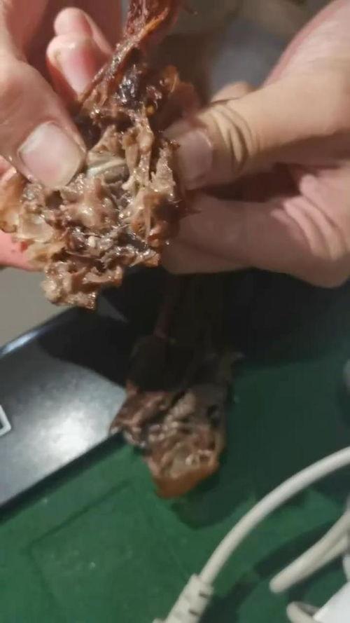 头蛆虫视频,探寻神秘生物的生存奥秘