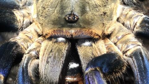 捕鸟蛛视频,自然界的猎手传奇