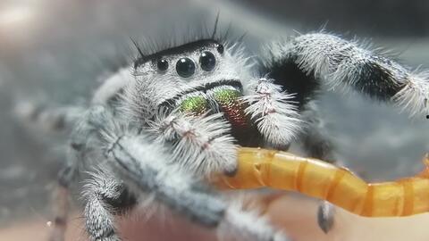 捕鸟蛛视频,自然界的猎手传奇