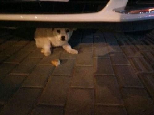 肛门捡查视频,专业视角下的健康洞察