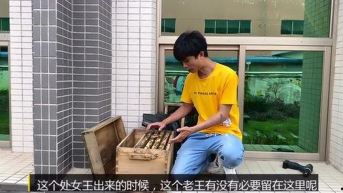 王台视频,探寻历史背后的真实故事